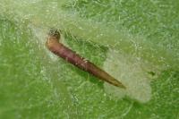 Coleophora trigeminella