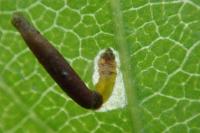 Coleophora trigeminella