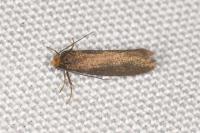 Incurvaria koerneriella