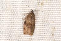 Syndemis musculana