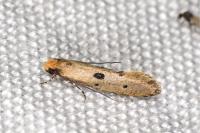 Tinea trinotella