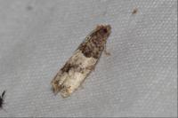 Spilonota ocellana