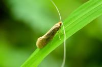 Nematopogon