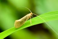 Nematopogon