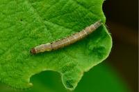 Ypsolopha falcella