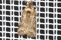 Cnephasia