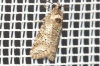 Cnephasia