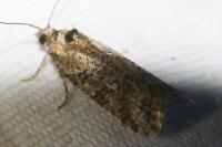Cnephasia