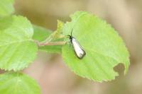 Adela reaumurella