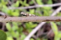 Gracillaria syringella