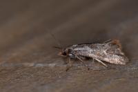 Falseuncaria ruficiliana