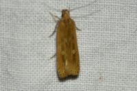Helcystogramma triannulella