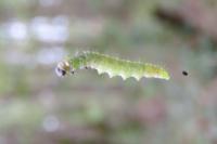 Tortrix viridana