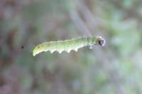 Tortrix viridana