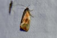 Eulia ministrana