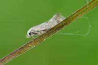Elachista