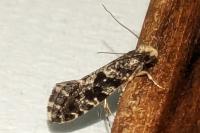 Nemapogon granellus