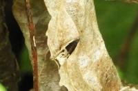 Ancylis apicella