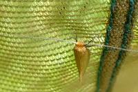 Nematopogon adansoniella