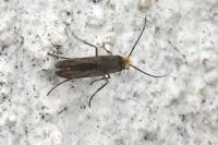Micropterix tunbergella