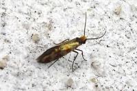 Micropterix tunbergella