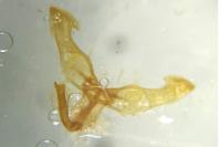 Dichrorampha acuminatana