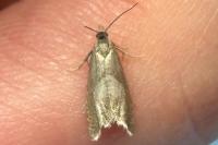 Dichrorampha acuminatana