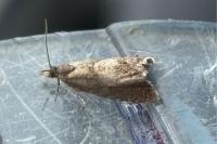 Dichrorampha acuminatana