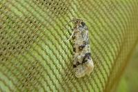Aethes williana