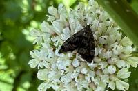 Anthophila fabriciana