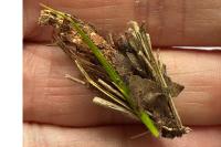 Canephora hirsuta