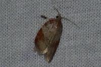 Acleris