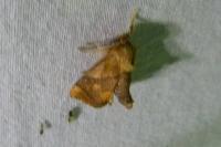 Apoda limacodes