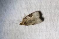 Apotomis semifasciana