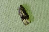 Apotomis turbidana