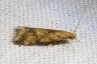Brachmia blandella