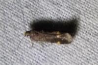 Oxypteryx atrella