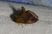 Heterogenea asella