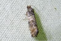 Piniphila bifasciana