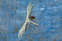 Pterophorus pentadactylus