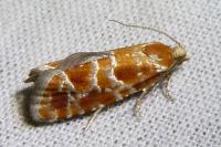Rhyacionia pinicolana