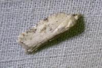 Acleris