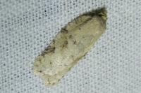 Acleris