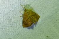 Apoda limacodes