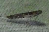 Batrachedra praeangusta