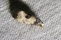 Neocochylis dubitana