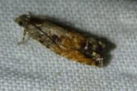 Epinotia nisella