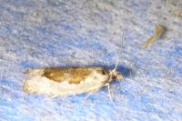 Epinotia solandriana