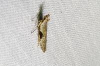 Hypatima rhomboidella