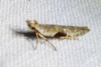Hypatima rhomboidella